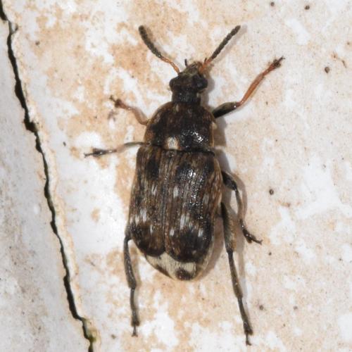 Réf. 310 580 : Bruchus pisorum